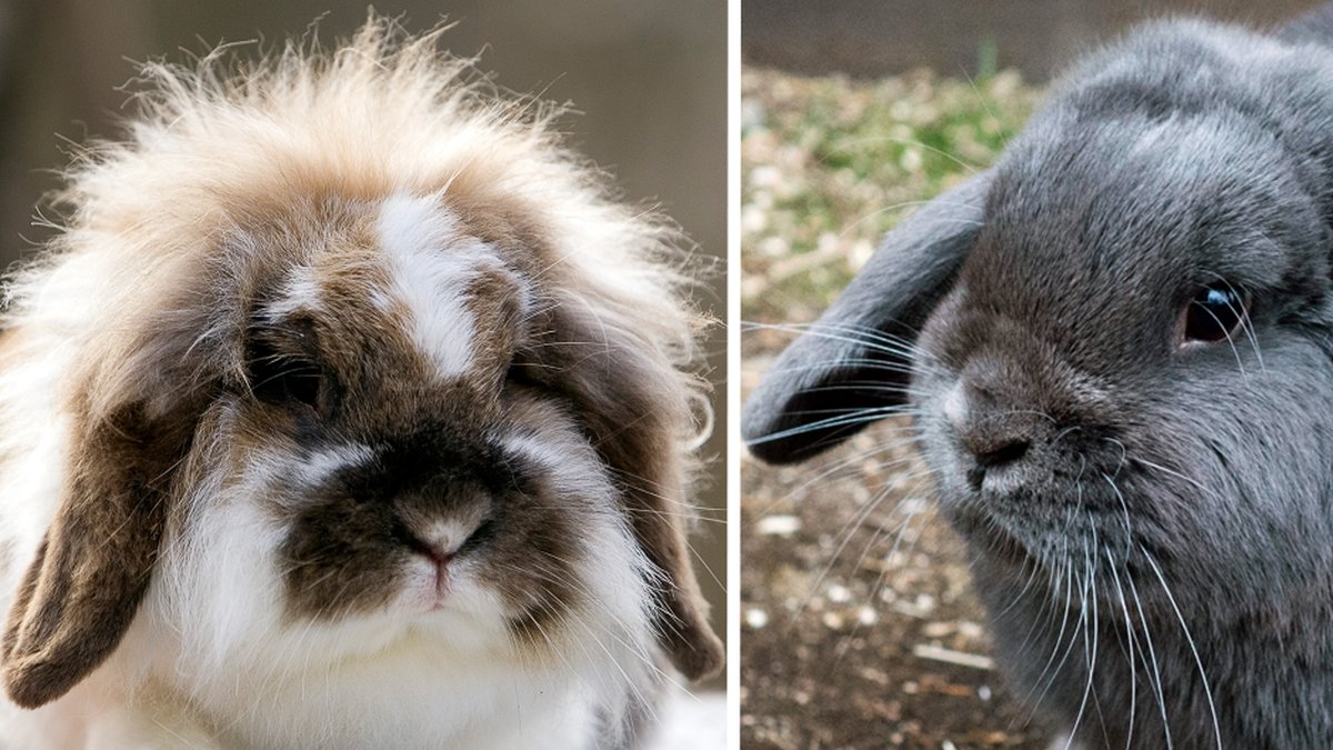 Kaniner med hängande öron kan vara döva ​​och ha väldigt ont.